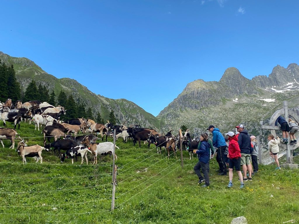 Ziegen auf der Alp Puzzetta, Wanderer in der Surselva